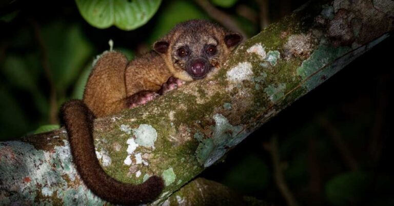 The Great Kinkajou Conundrum: A Rainforest Native Lost in Central Washington The Great Kinkajou Conundrum: A Rainforest Native Lost in Central Washington