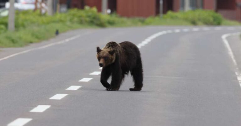 Bears vs. Bots: The AI Solution You Didn’t Know You Needed